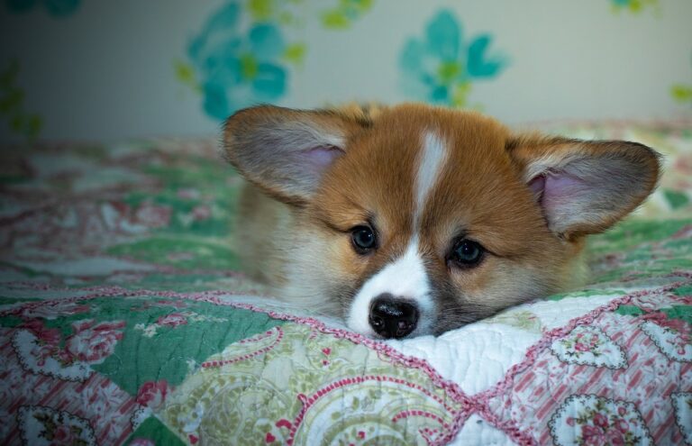 Exploring 99exch: The Complete Guide to India’s Premier Crypto Exchange